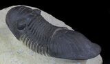 Large Paralejurus Trilobite #36838-1